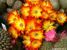 Sulcorebutia tarabucoensis  